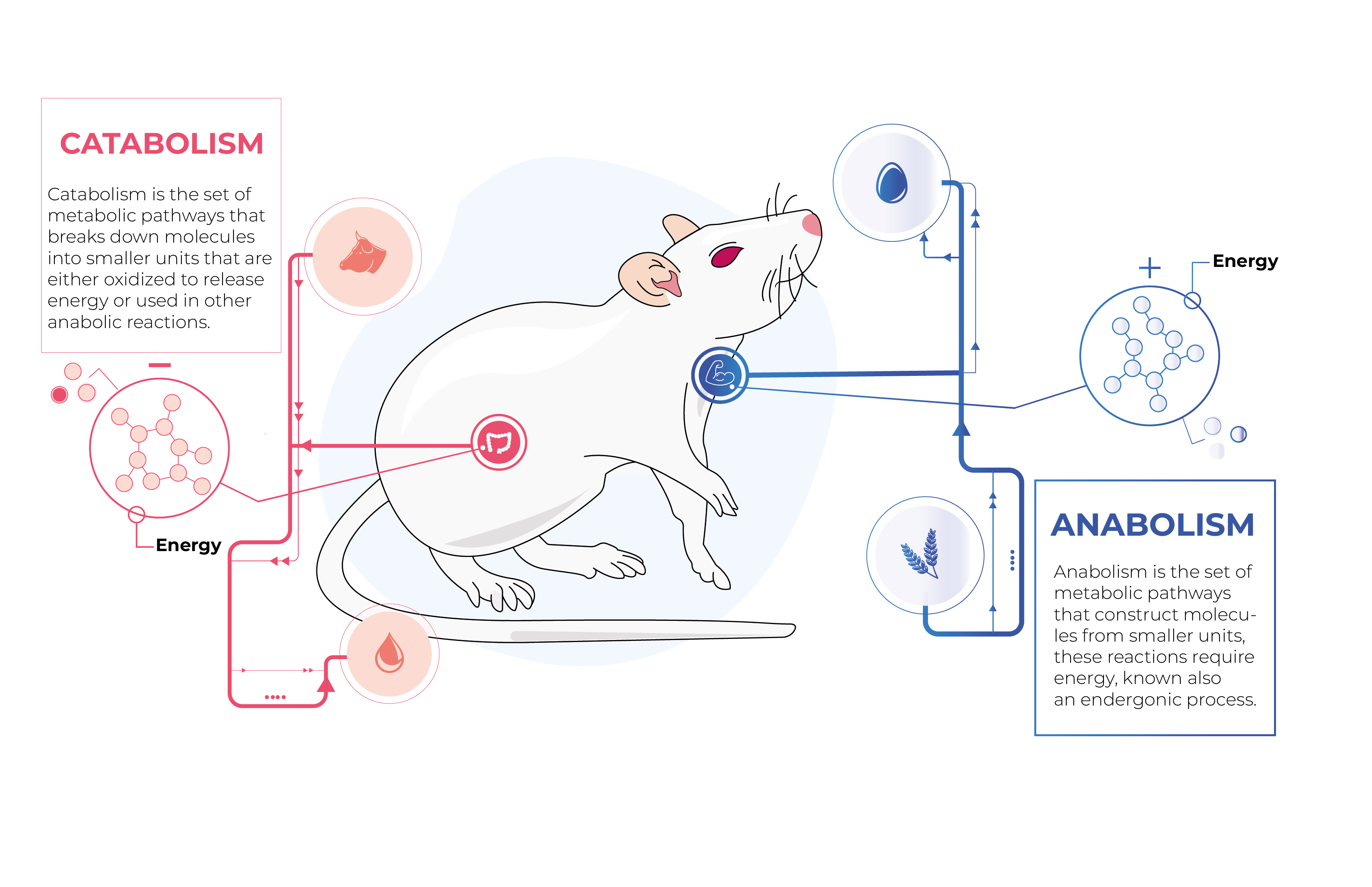 Rodent metabolisms catabolism anabolism