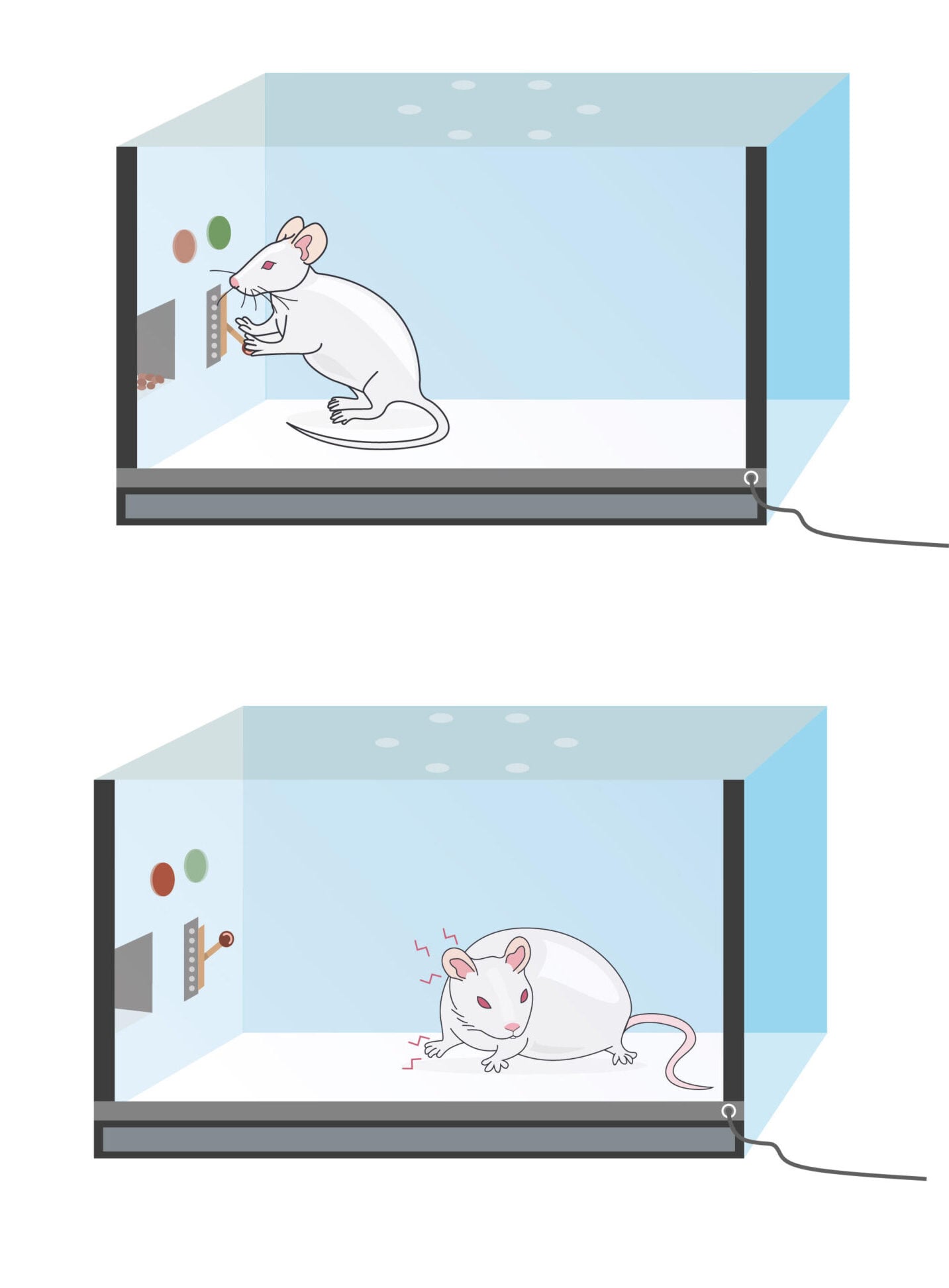Rodent operant lever