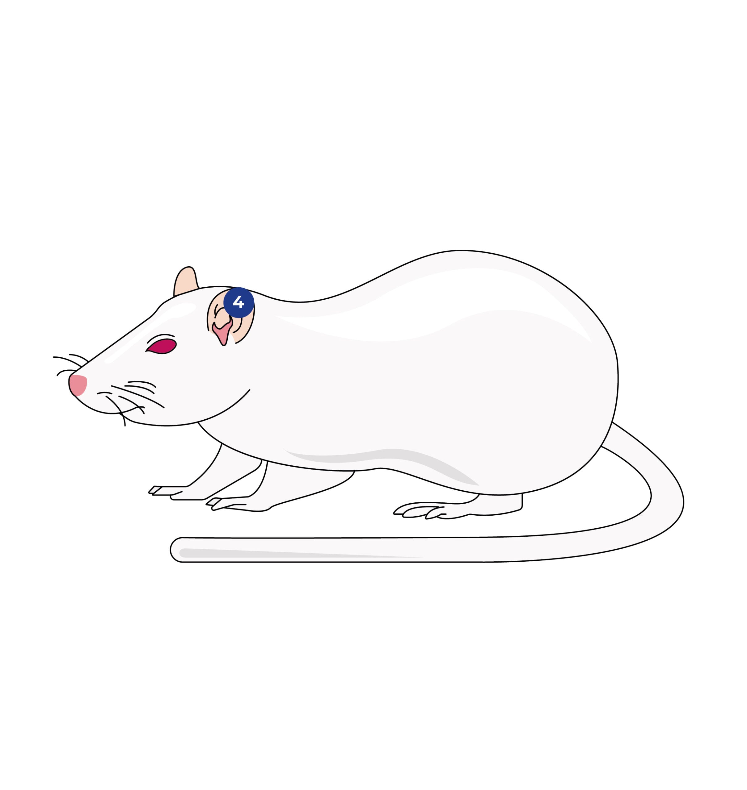 Rodent identification via ear tag