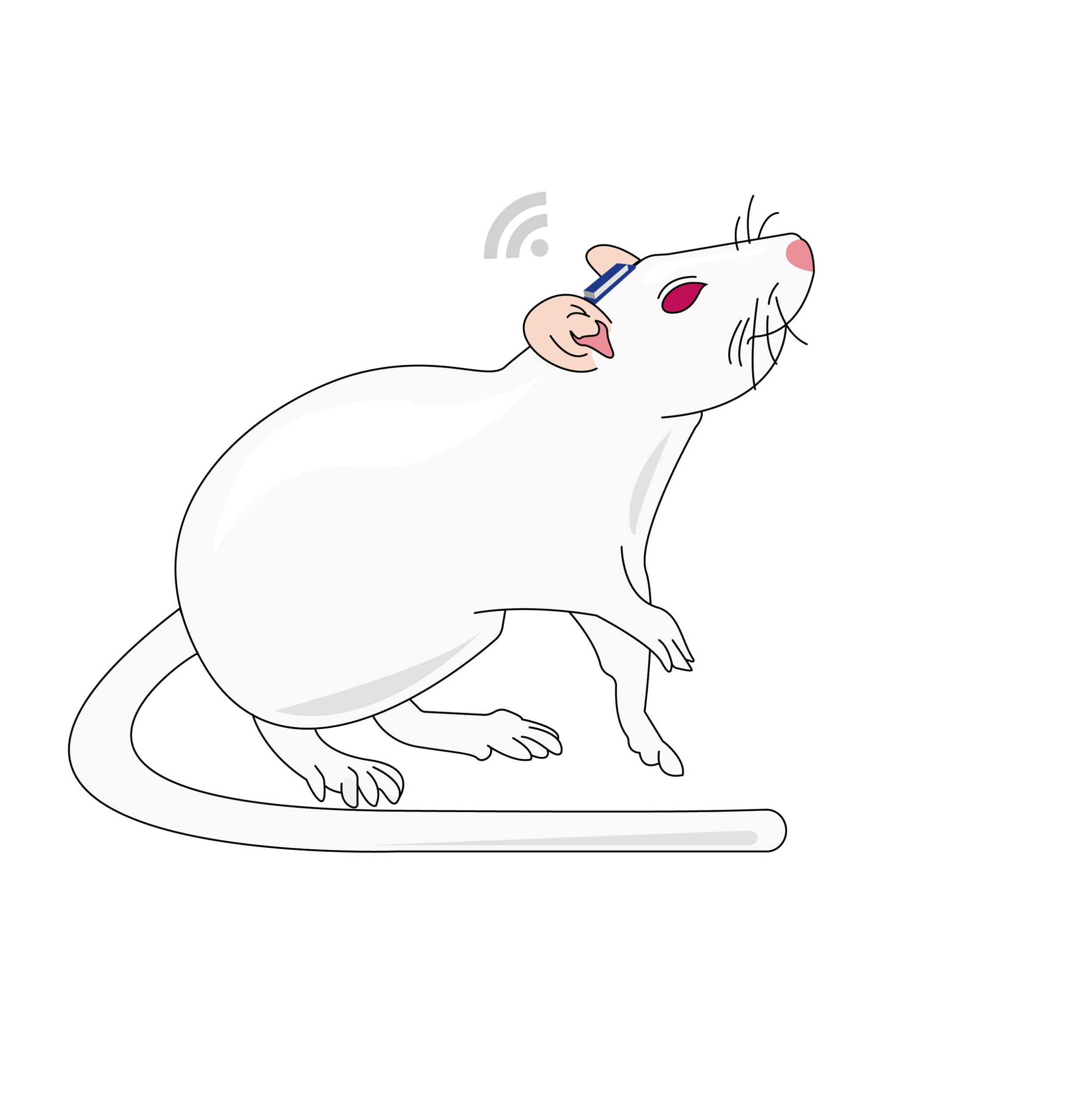 Rodent identification via microchip